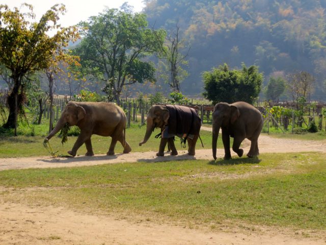 why you should never ride an elephant- elephant riding bad
