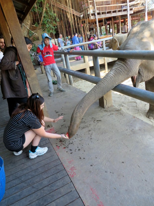 why you should never ride an elephant- elephant riding bad