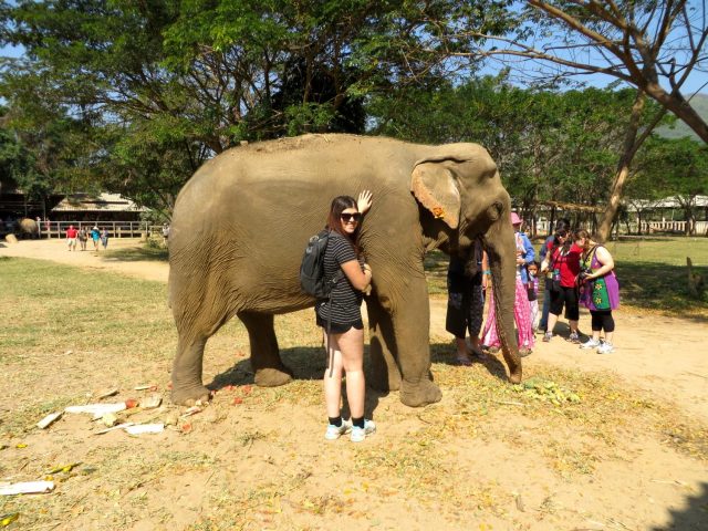 why you should never ride an elephant- elephant riding bad
