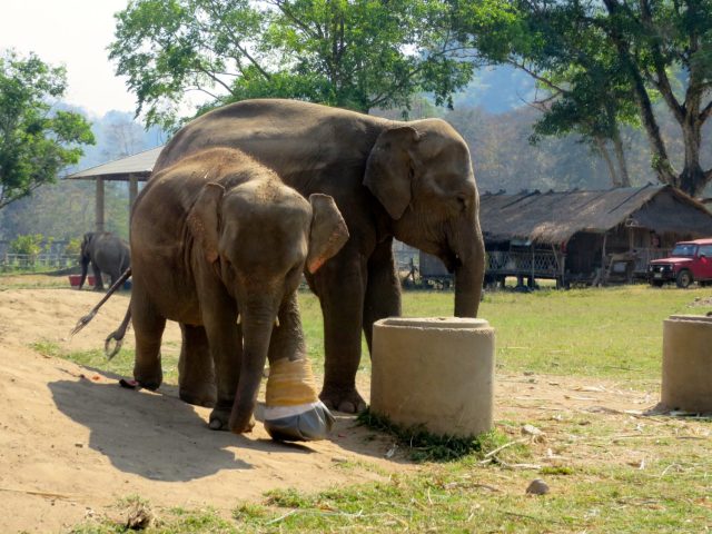 why you should never ride an elephant- elephant riding bad