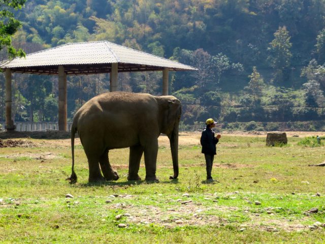 why you should never ride an elephant- elephant riding bad