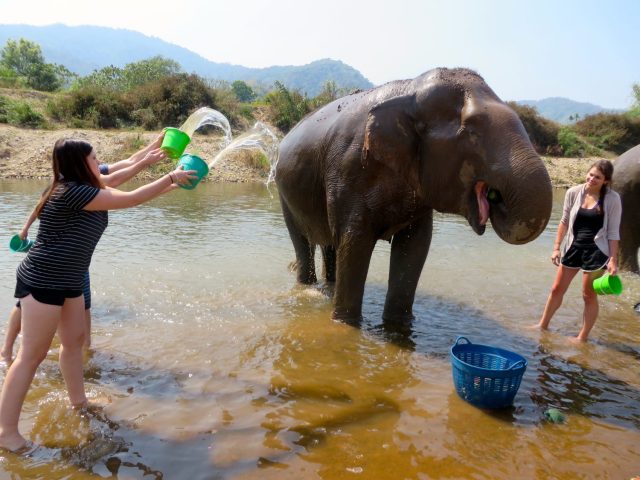 why you should never ride an elephant- elephant riding bad