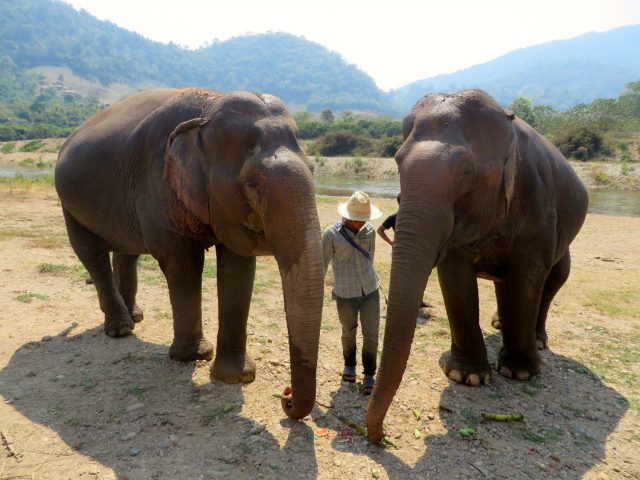 why you should never ride an elephant- elephant riding bad