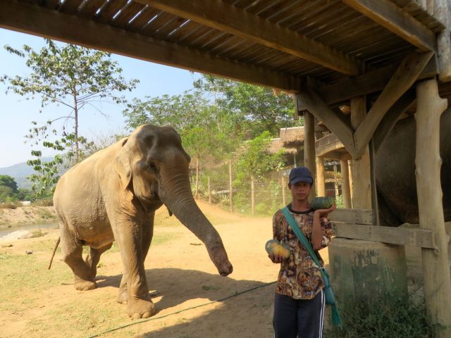 why you should never ride an elephant- elephant riding bad