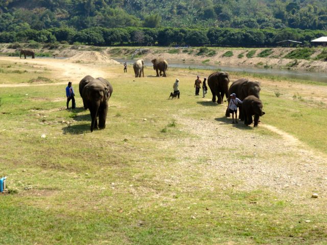 why you should never ride an elephant- elephant riding bad