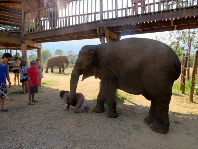 why you should never ride an elephant- elephant riding bad