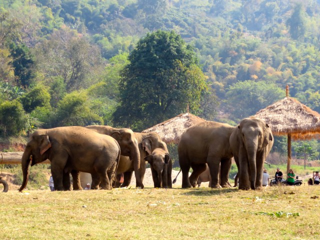 why you should never ride an elephant- elephant riding bad