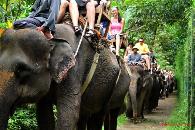 why you should never ride an elephant- elephant riding bad