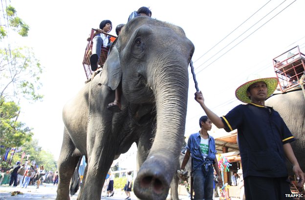 why you should never ride an elephant- elephant riding bad