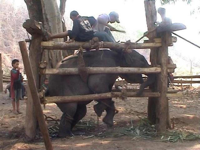 why you should never ride an elephant- elephant riding bad